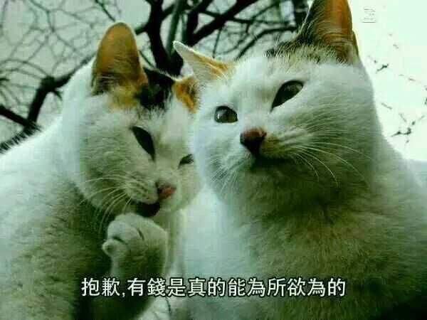 欲钱买心地善良的动物是什么生肖,警惕虚假宣传落实,构建解答解释落实